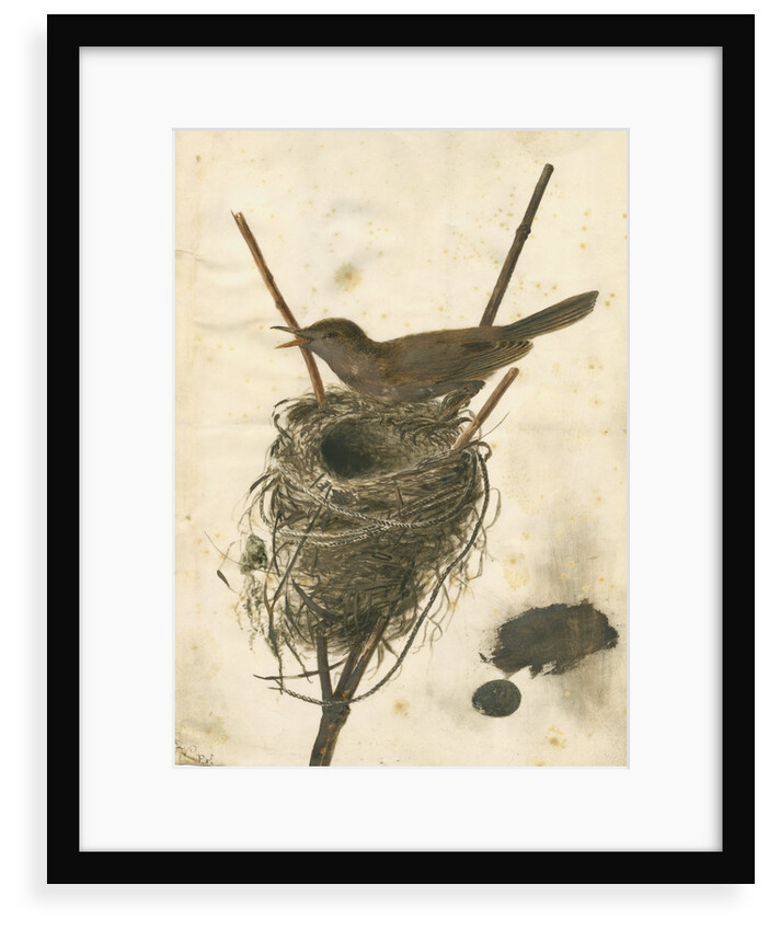 Great Reed Warbler and its nest by Anonymous