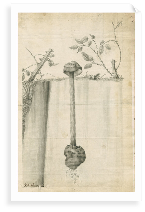 Sandy stilt puffball (Battarrea phalloides) by Frederick Polydor Nodder