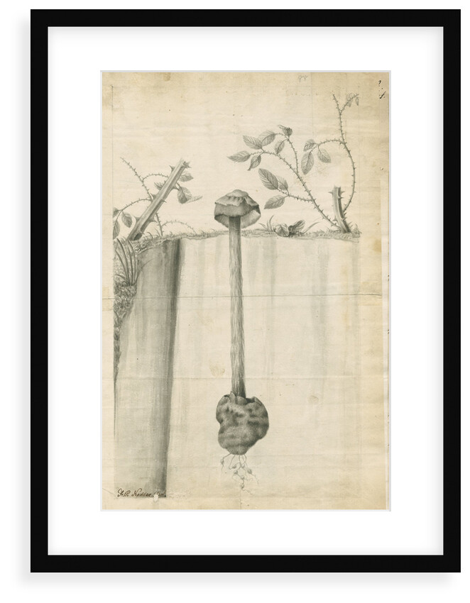 Sandy stilt puffball (Battarrea phalloides) by Frederick Polydor Nodder