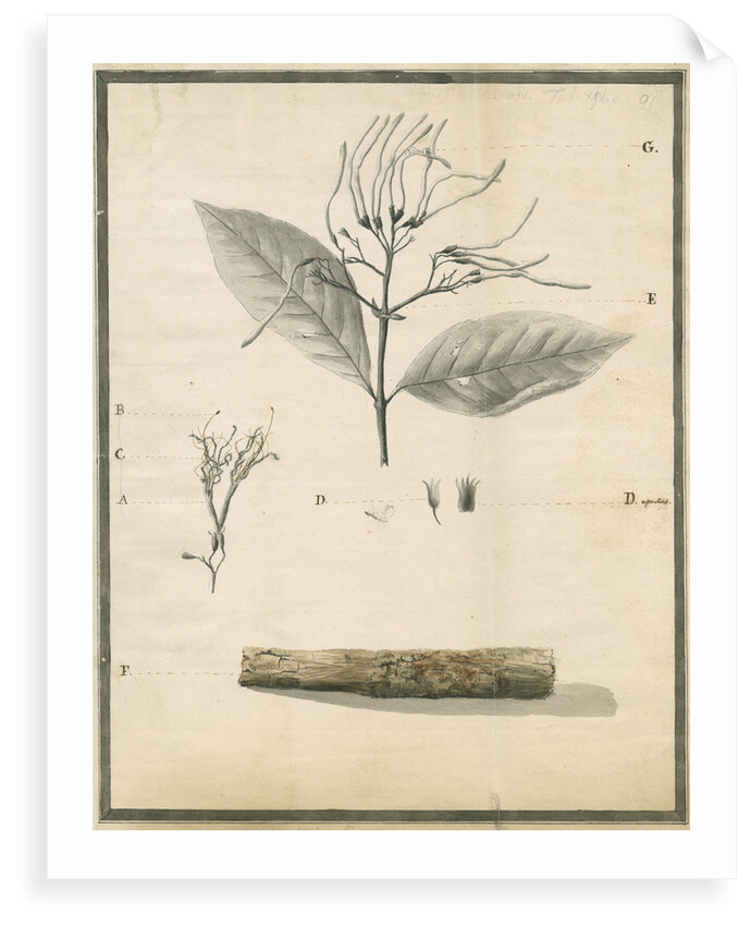 Cinchona of St Lucia by G Wilson