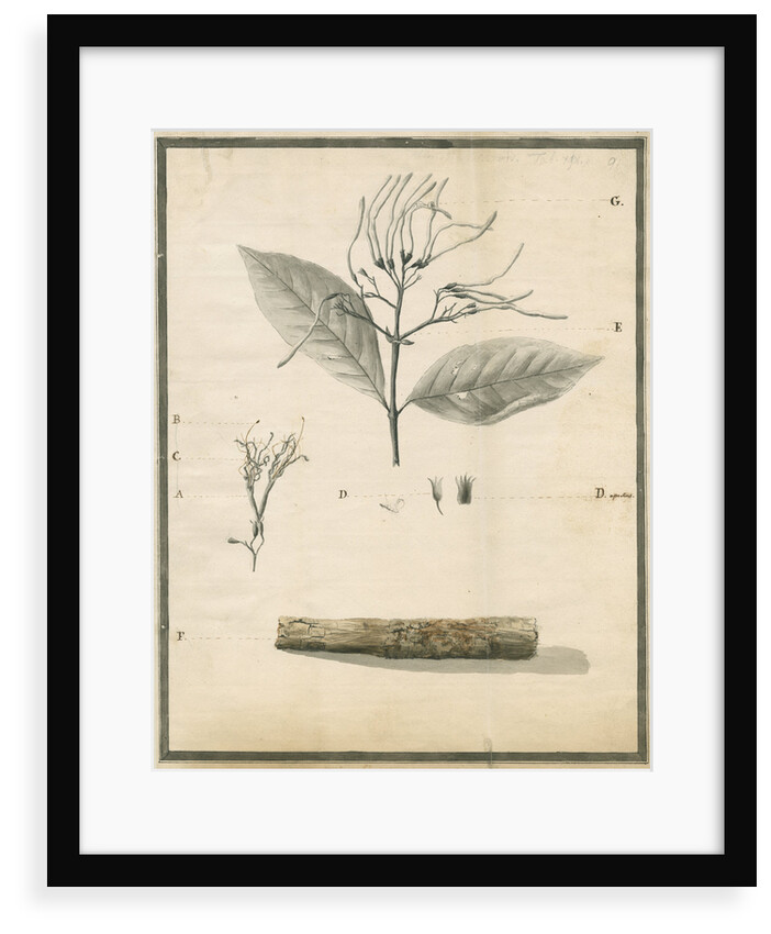 Cinchona of St Lucia by G Wilson