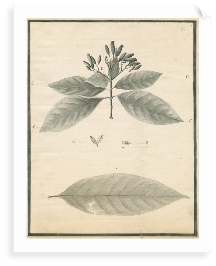 Cinchona of St Lucia by G Wilson