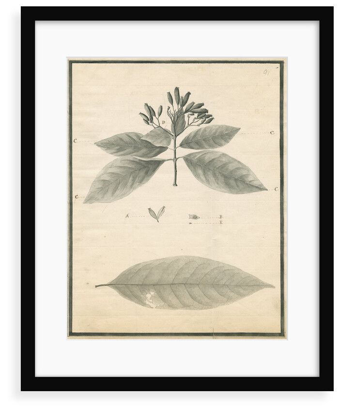 Cinchona of St Lucia by G Wilson