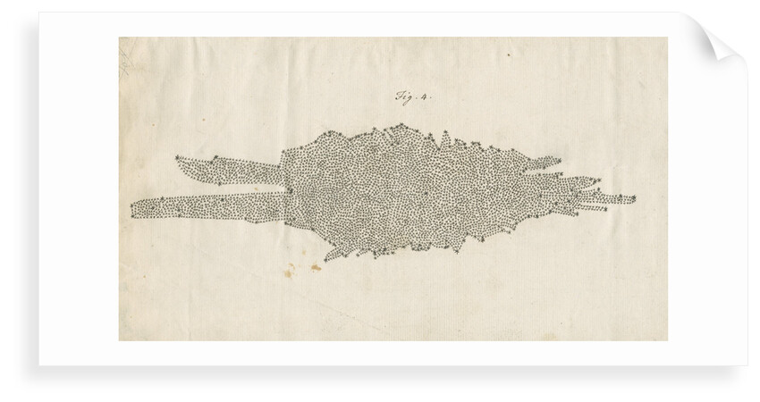 Structure of the Milky Way galaxy by William Herschel