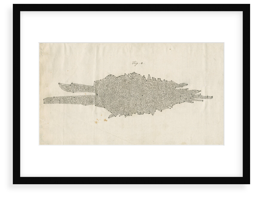 Structure of the Milky Way galaxy by William Herschel