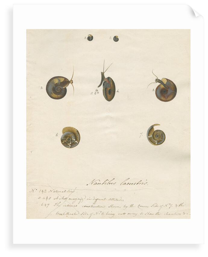 'Nautilus lacustris' by John Agnew