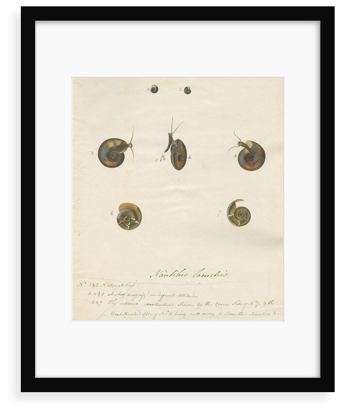 'Nautilus lacustris' by John Agnew