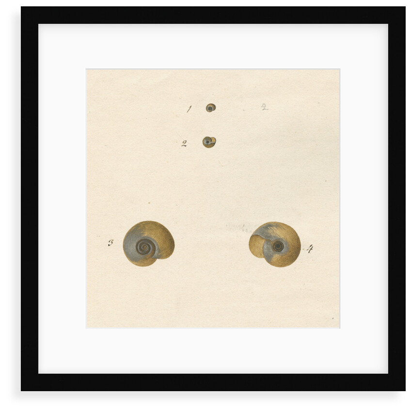 'Helix fontana' snail shell by John Agnew