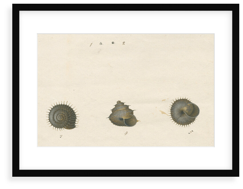 'Helix spinulosa' snail shell by John Agnew