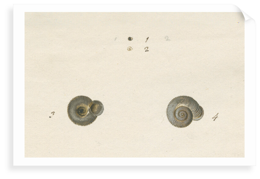 'Turbo helicinus' snail shell by John Agnew