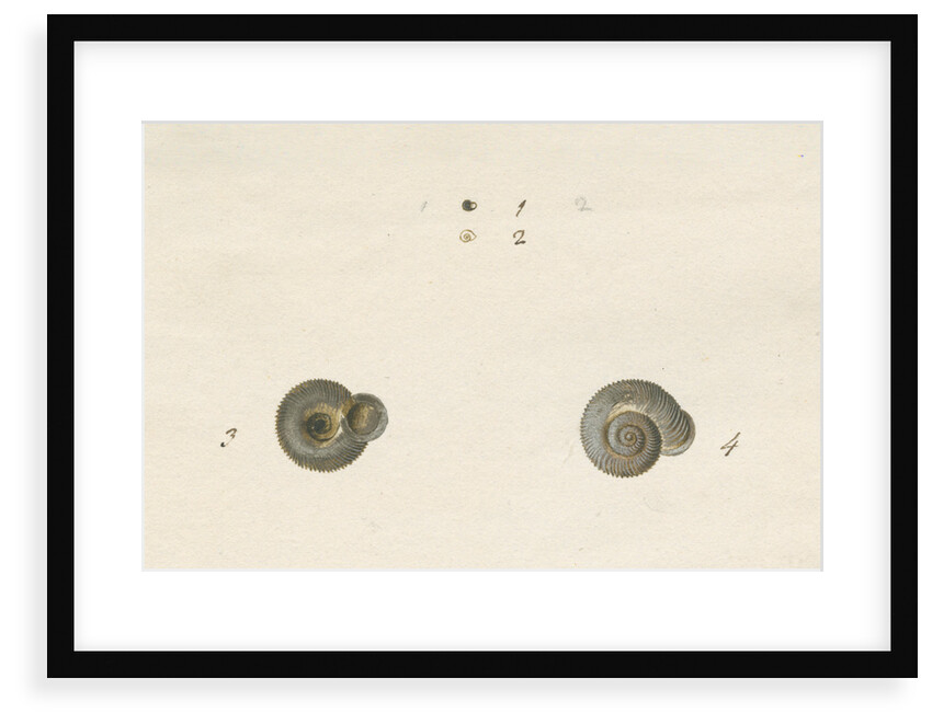 'Turbo helicinus' snail shell by John Agnew