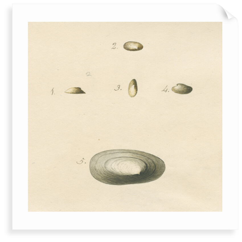 'Patella oblonga' shell by John Agnew