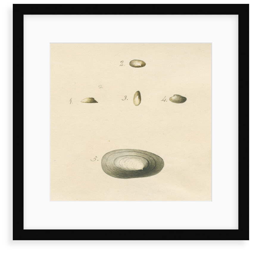 'Patella oblonga' shell by John Agnew