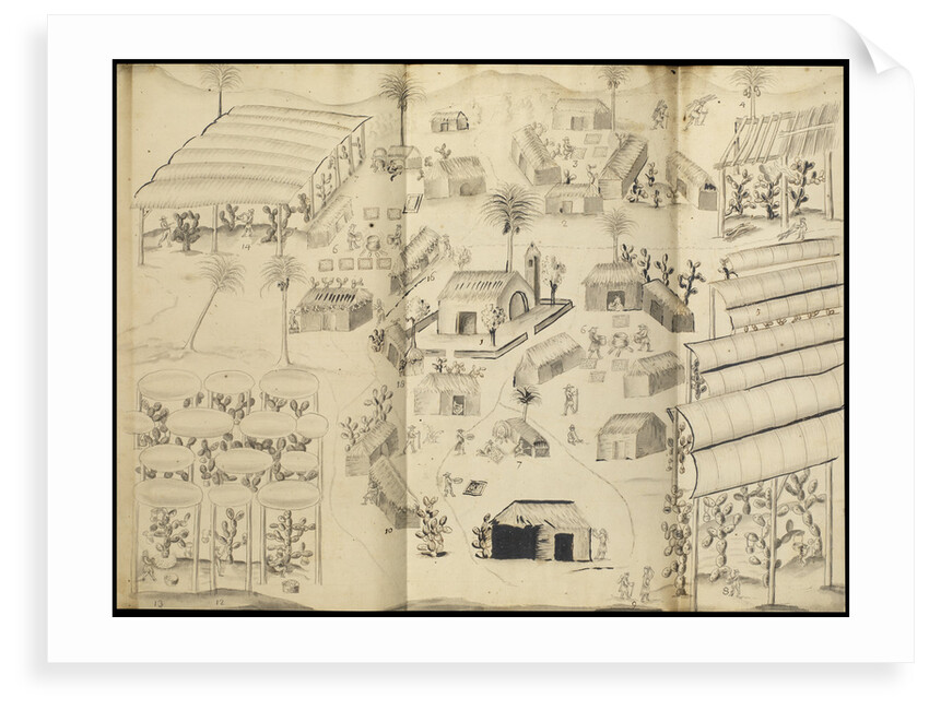 Cochineal production at the town of Guaspaltepeque by William Houstoun