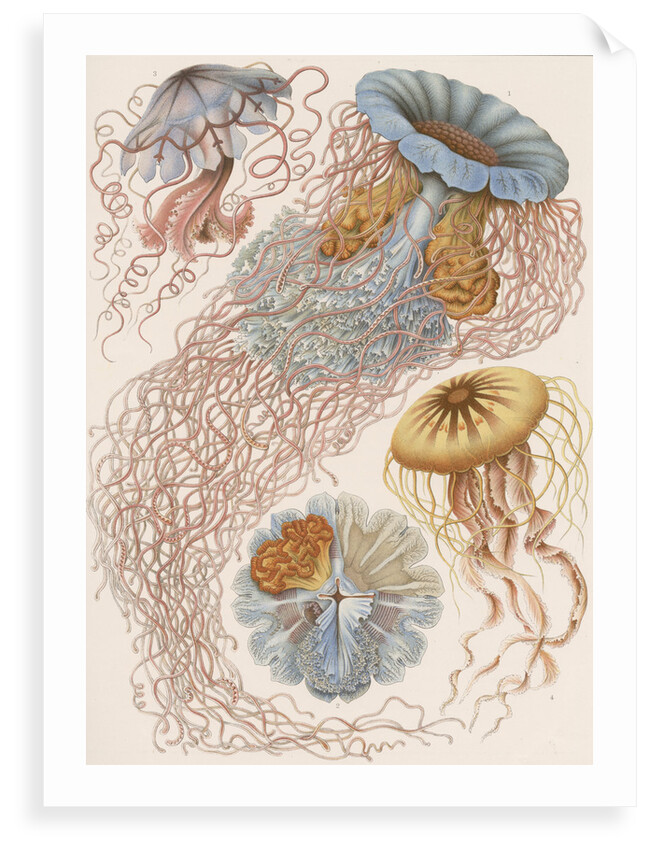 'Discomedusae' [jellyfish] by Adolf Giltsch