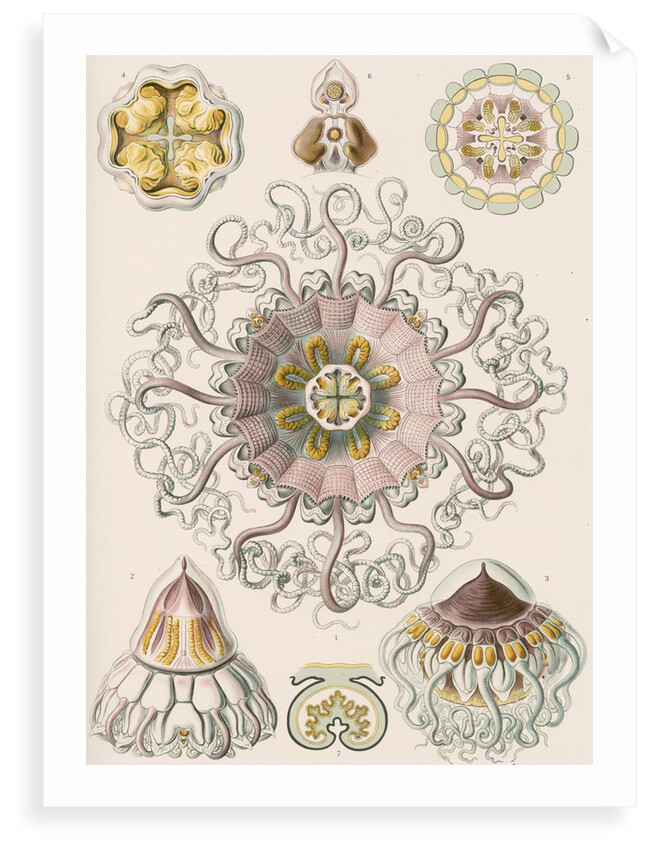 'Peromedusae' [jellyfish] by Adolf Giltsch