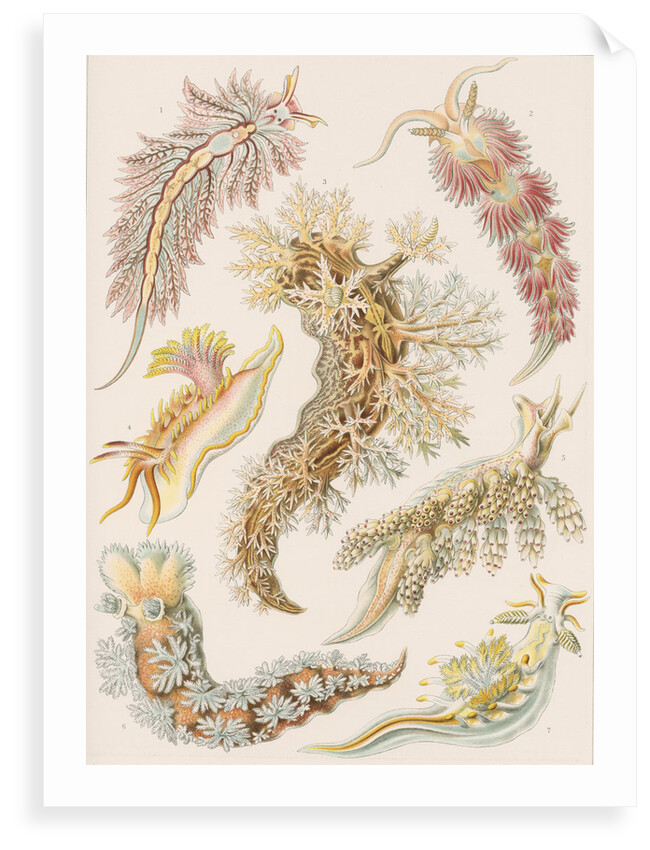 'Nudibranchia' [marine molluscs] by Adolf Giltsch