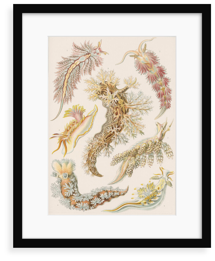 'Nudibranchia' [marine molluscs] by Adolf Giltsch
