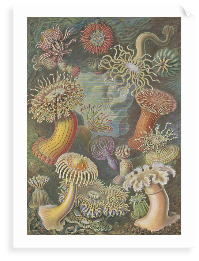 'Actiniae' [sea anemones] by Adolf Giltsch