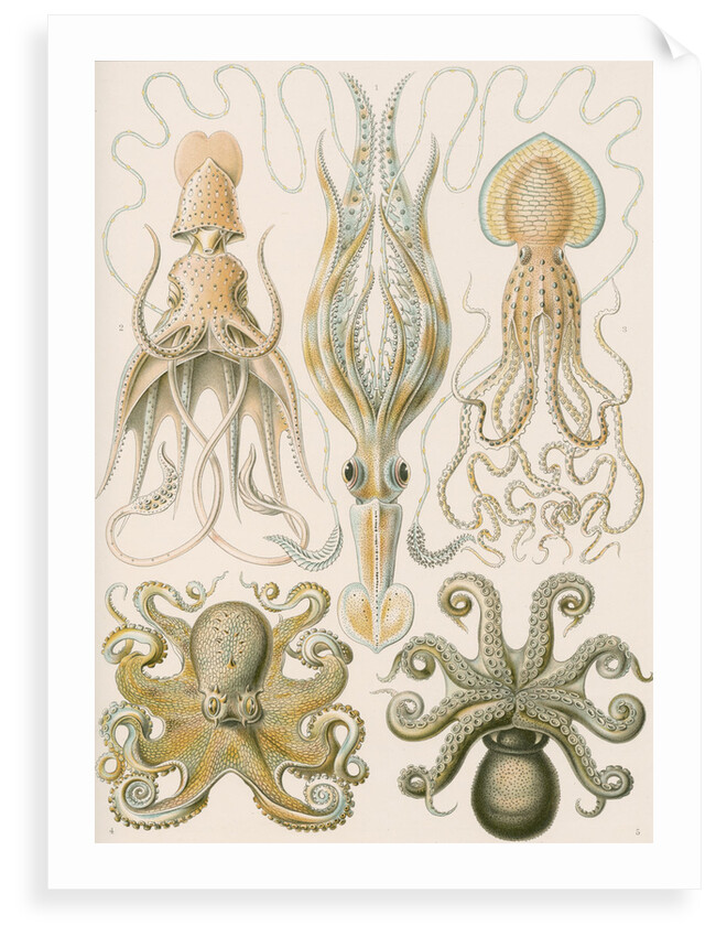 'Gamochonia' [octopus and squid] by Adolf Giltsch