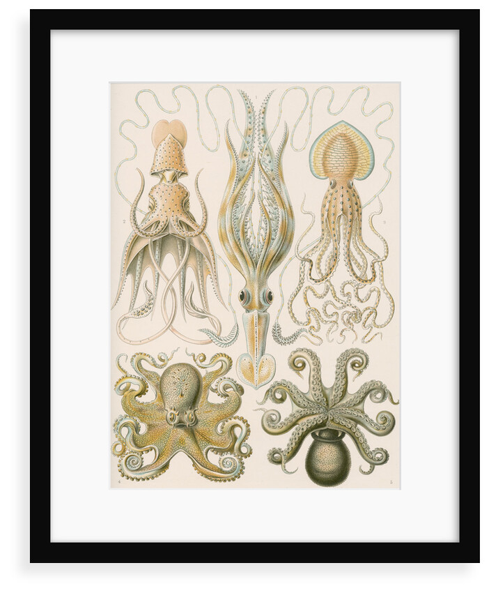 'Gamochonia' [octopus and squid] by Adolf Giltsch