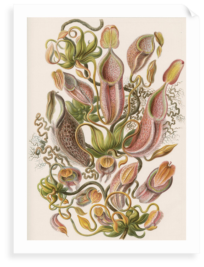 'Nepenthaceae' [pitcher plant] by Adolf Giltsch