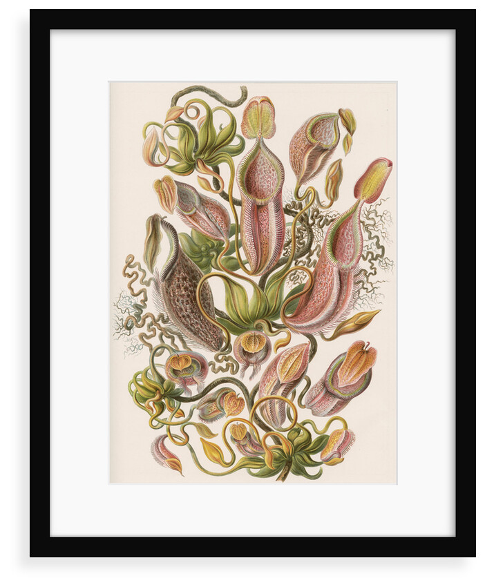 'Nepenthaceae' [pitcher plant] by Adolf Giltsch