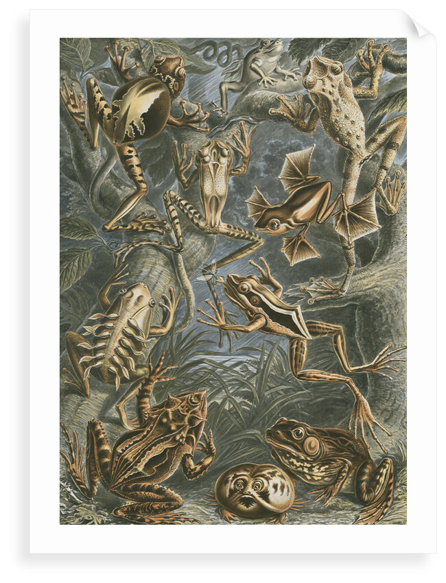 'Batrachia' [frogs and toads] by Adolf Giltsch