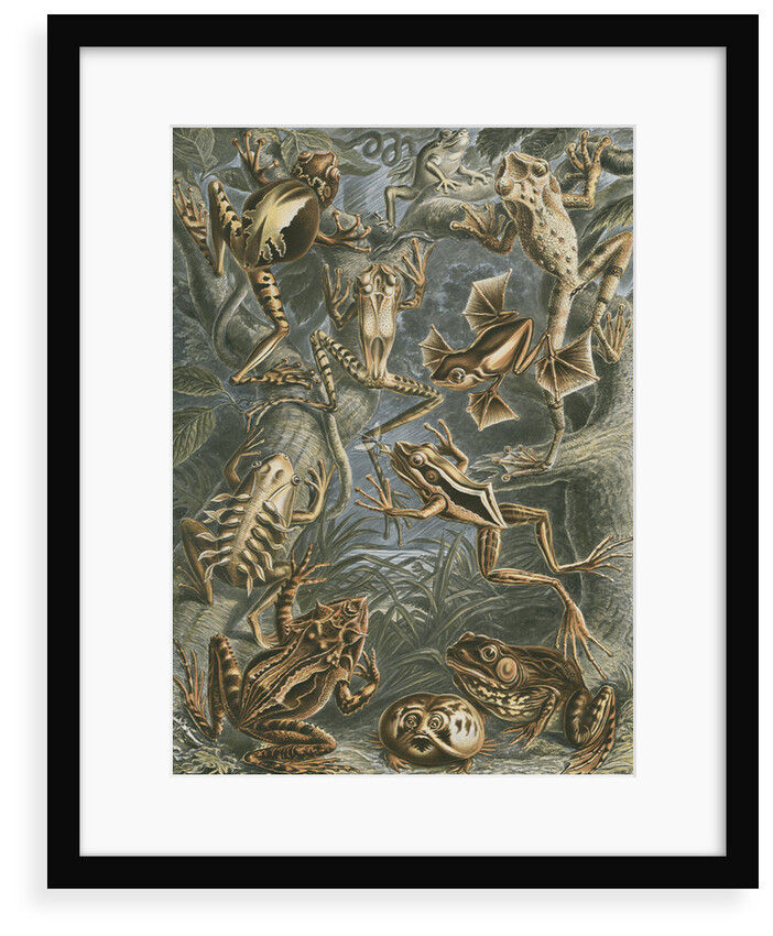 'Batrachia' [frogs and toads] by Adolf Giltsch