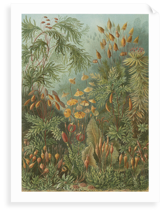 'Muscinae' [mosses] by Adolf Giltsch