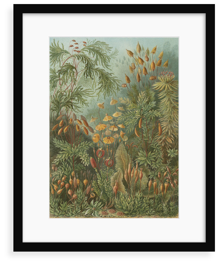 'Muscinae' [mosses] by Adolf Giltsch