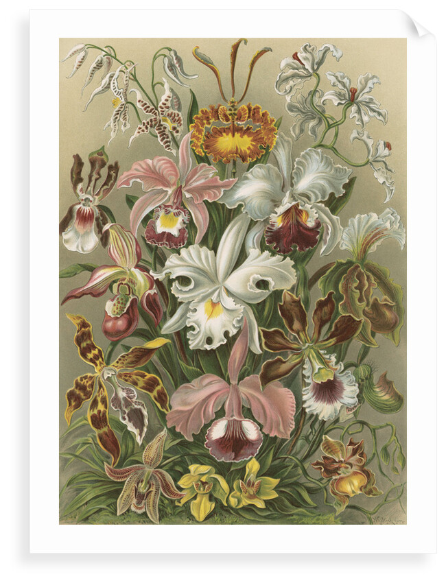 'Orchideae' [orchids] by Adolf Giltsch