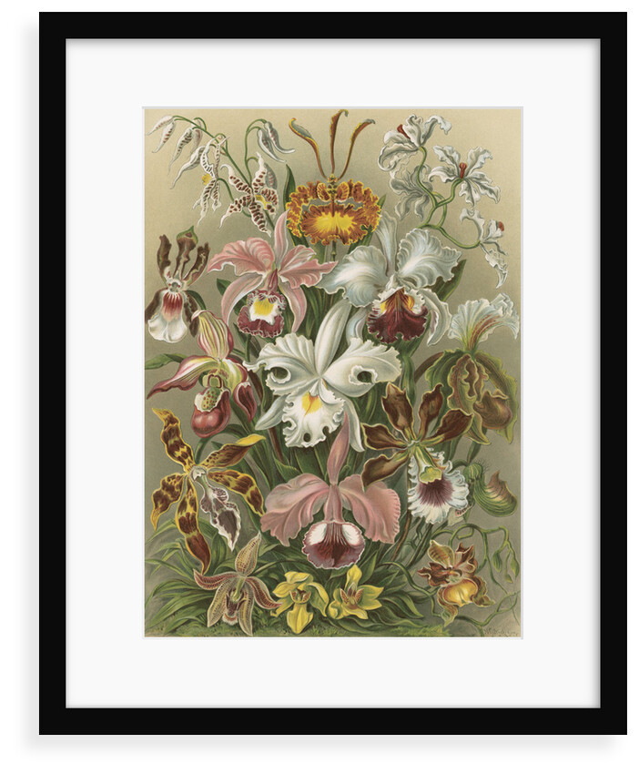 'Orchideae' [orchids] by Adolf Giltsch