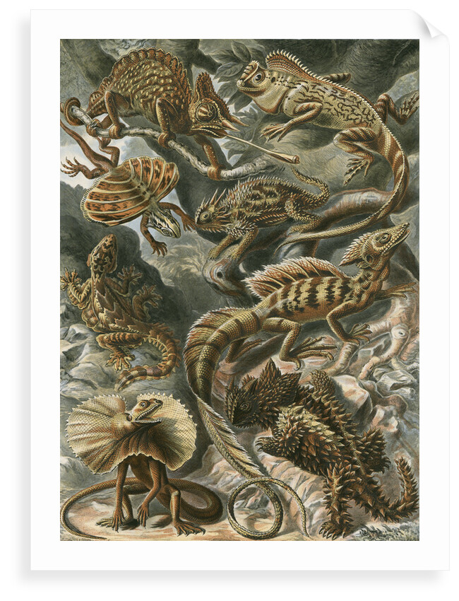 'Lacertilia' [lizards] by Adolf Giltsch