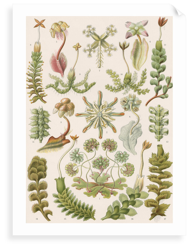 'Hepaticae' [liverworts] by Adolf Giltsch