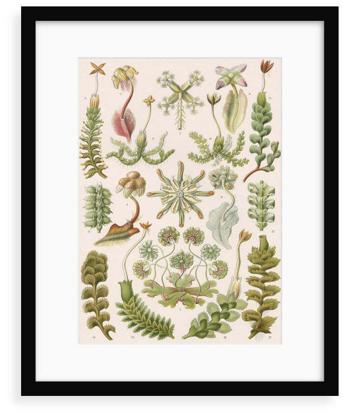 'Hepaticae' [liverworts] by Adolf Giltsch