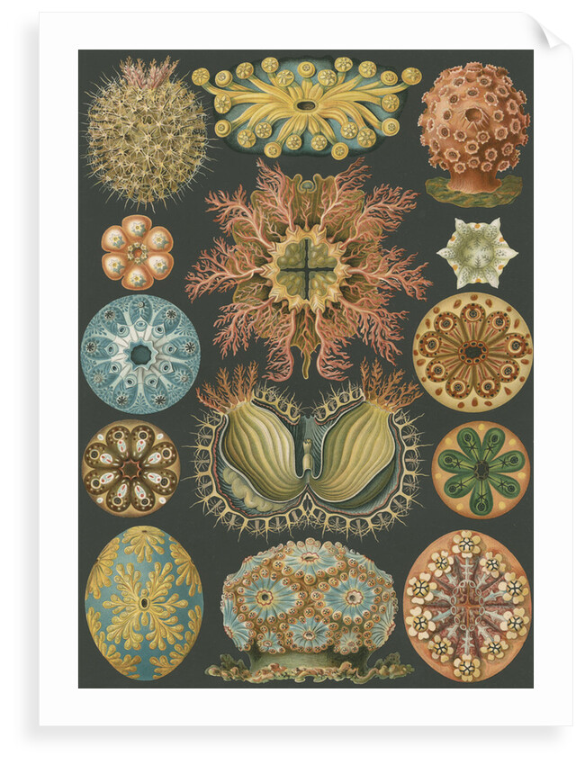 'Ascidiae' [sea squirts] by Adolf Giltsch
