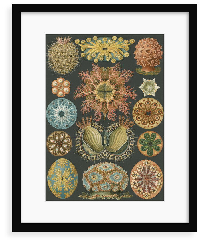 'Ascidiae' [sea squirts] by Adolf Giltsch
