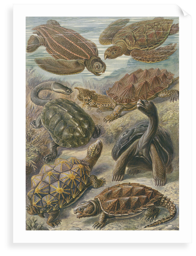'Chelonia' [turtles, tortoises and terrapins] by Adolf Giltsch