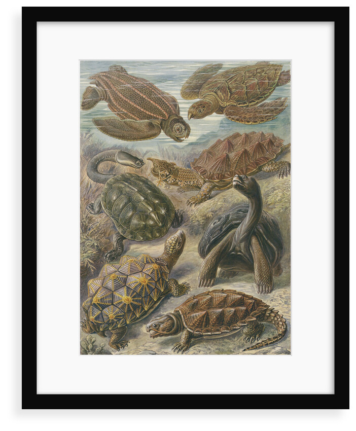 'Chelonia' [turtles, tortoises and terrapins] by Adolf Giltsch