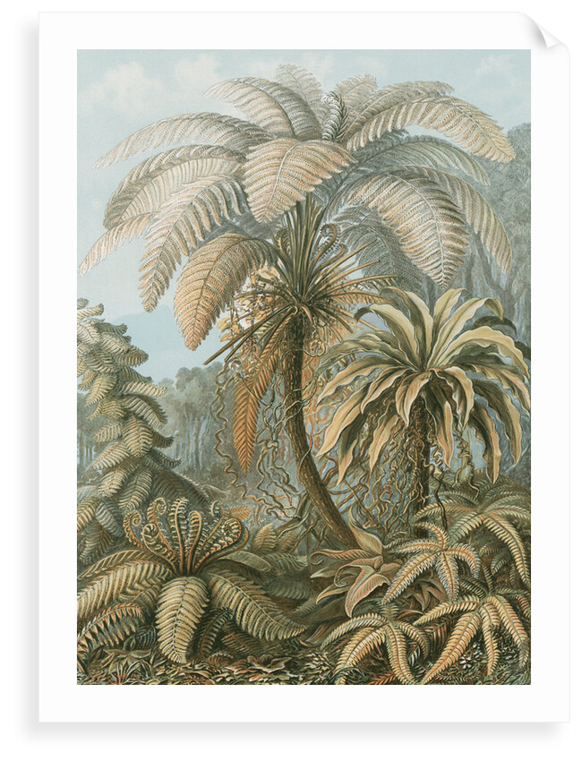 'Filicinae' [tropical ferns] by Adolf Giltsch