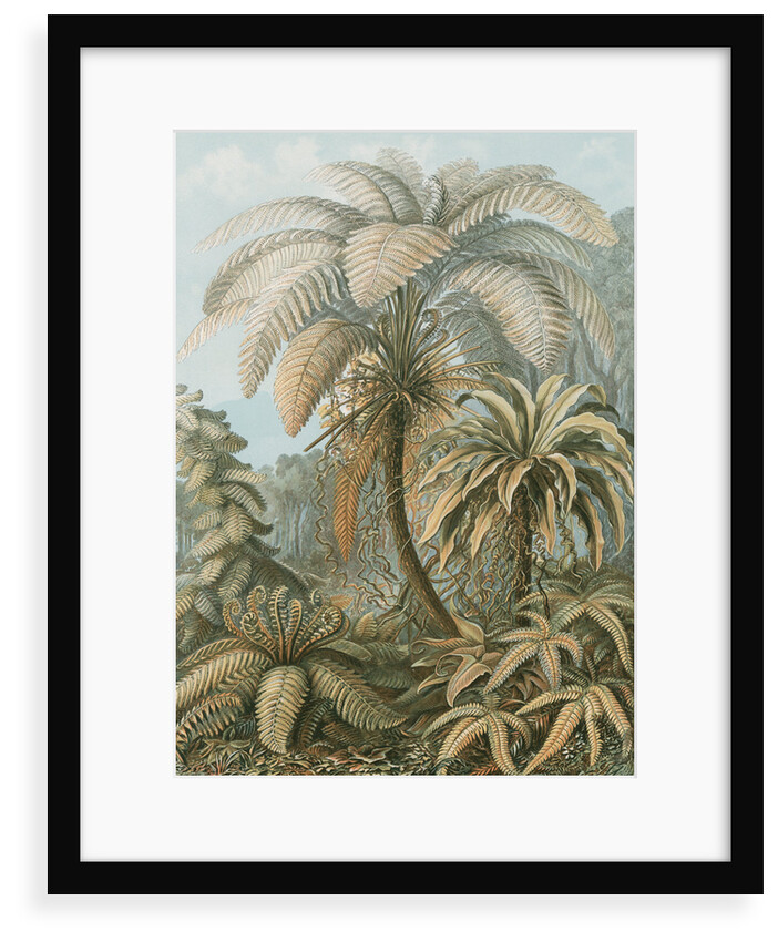 'Filicinae' [tropical ferns] by Adolf Giltsch