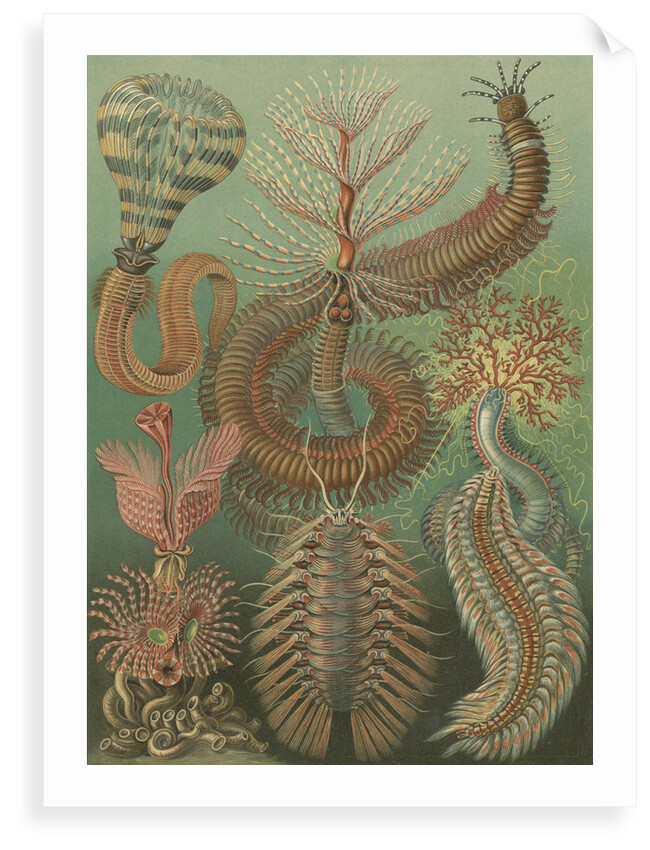 'Chaetopoda' [marine worms] by Adolf Giltsch