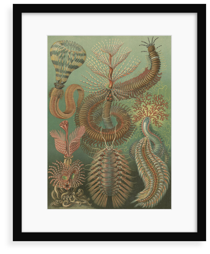 'Chaetopoda' [marine worms] by Adolf Giltsch