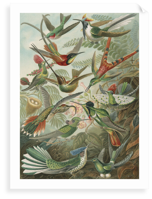 'Trochilidae' [humming birds] by Adolf Giltsch
