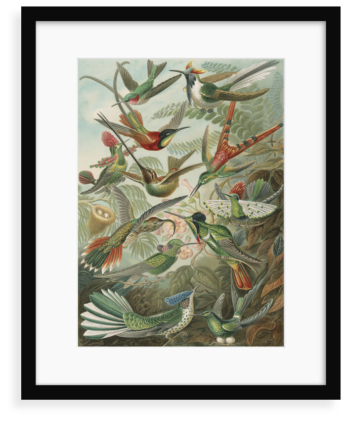 'Trochilidae' [humming birds] by Adolf Giltsch