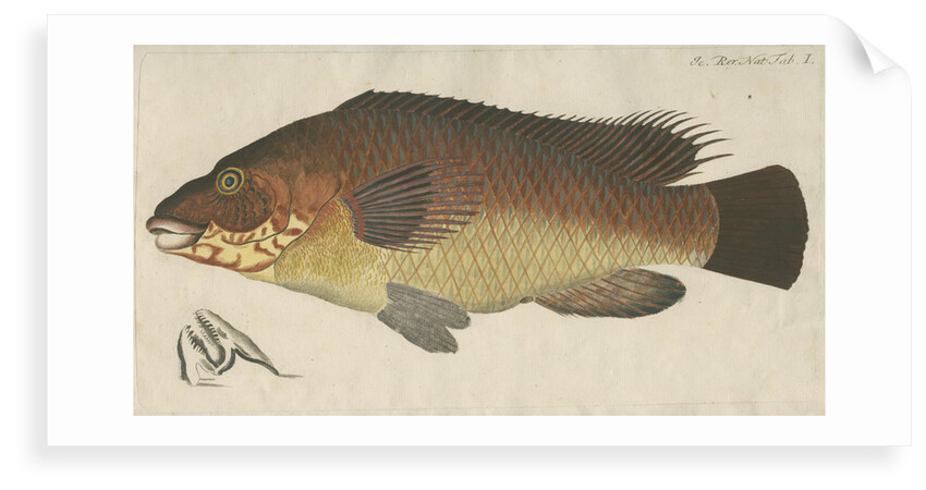 'La Carpe de Mer' [Wrasse] by Anonymous
