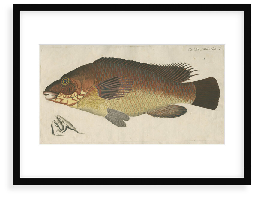 'La Carpe de Mer' [Wrasse] by Anonymous