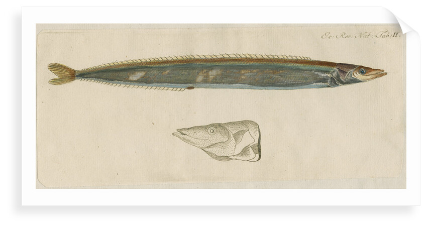 'L'Ammodite' [Lesser sand eel] by Anonymous