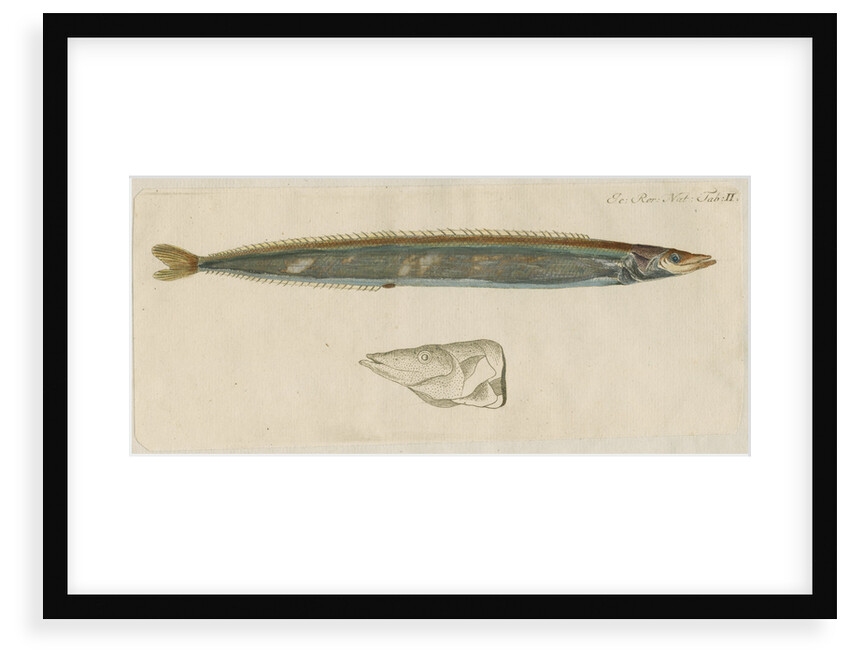 'L'Ammodite' [Lesser sand eel] by Anonymous